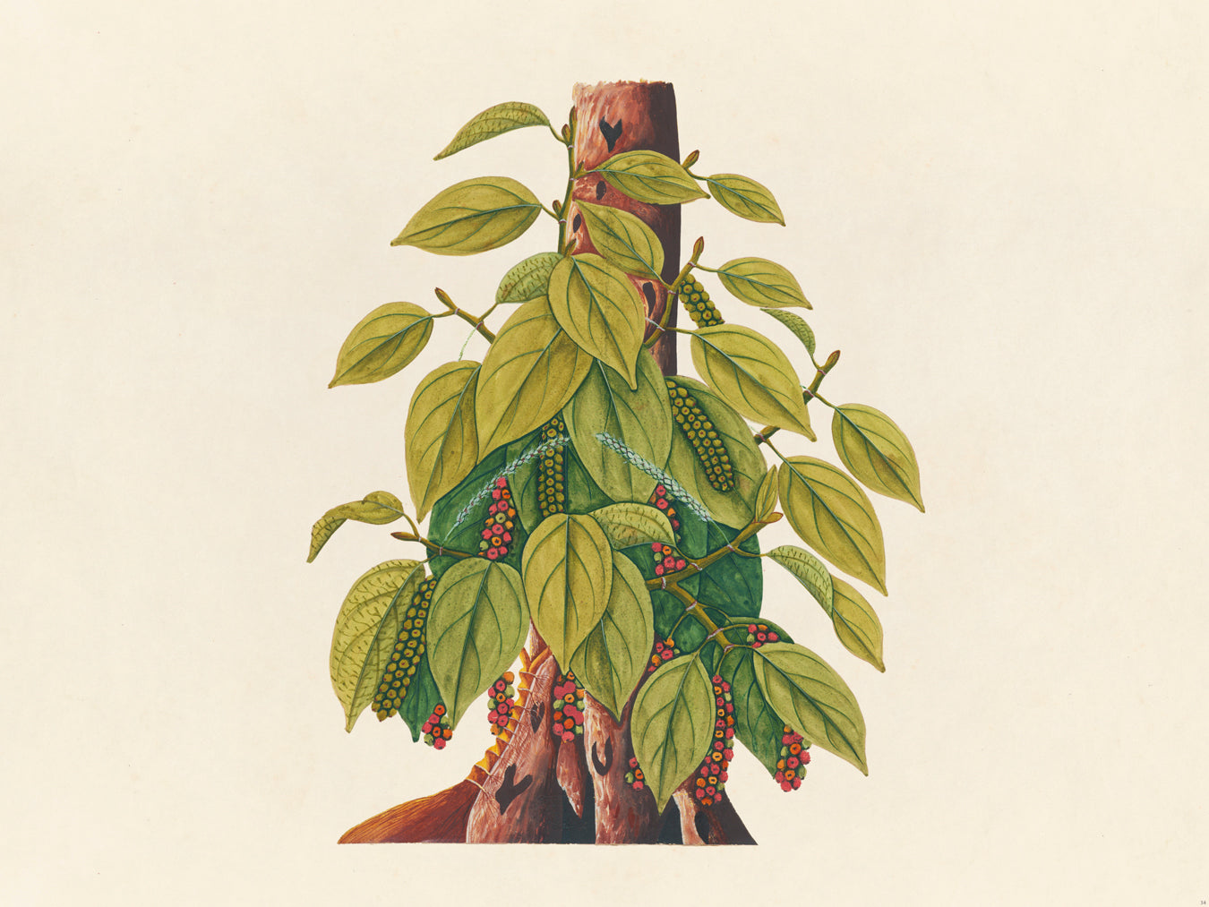 Tropical Botanica 34