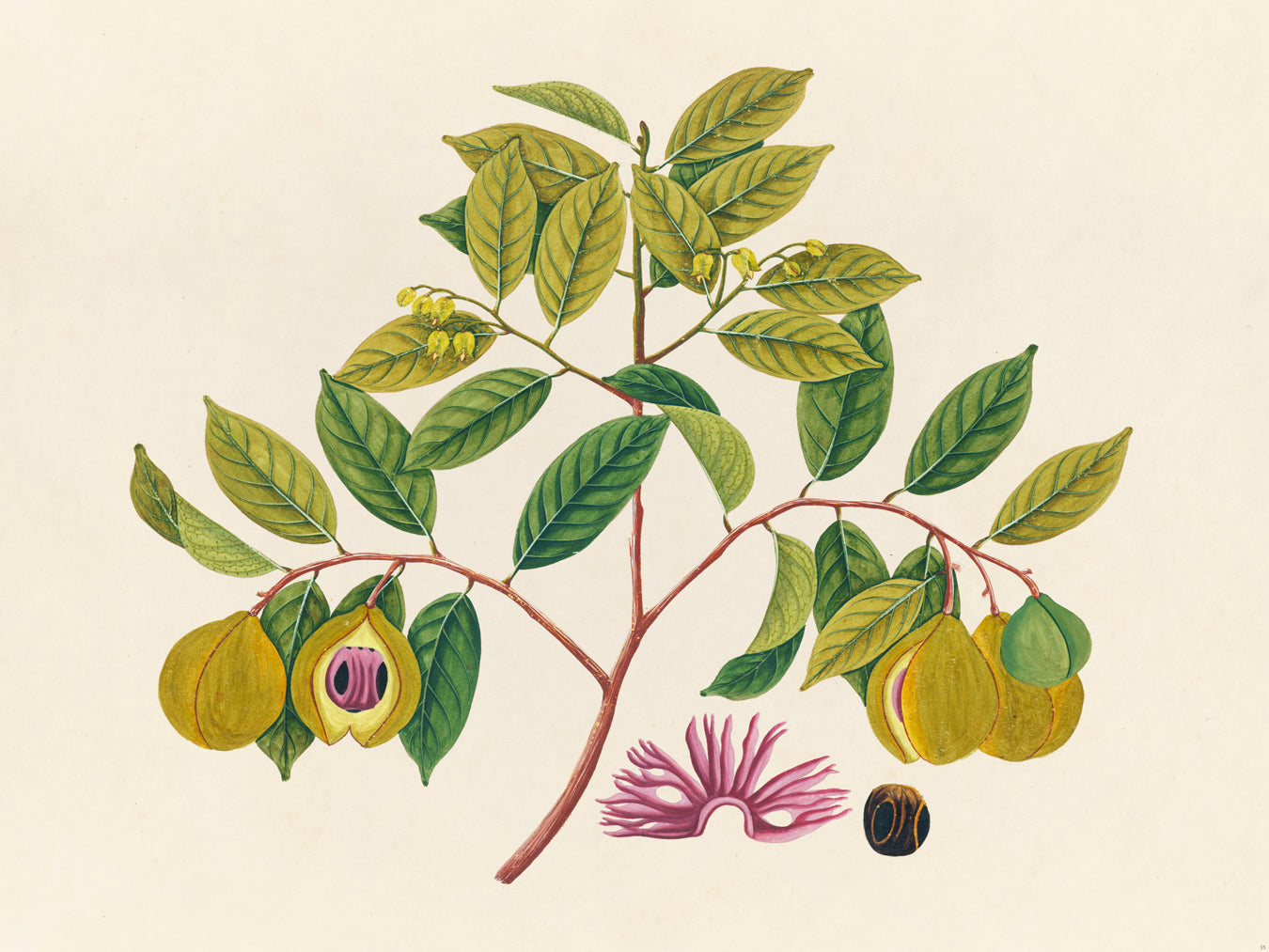 Tropical Botanica 35
