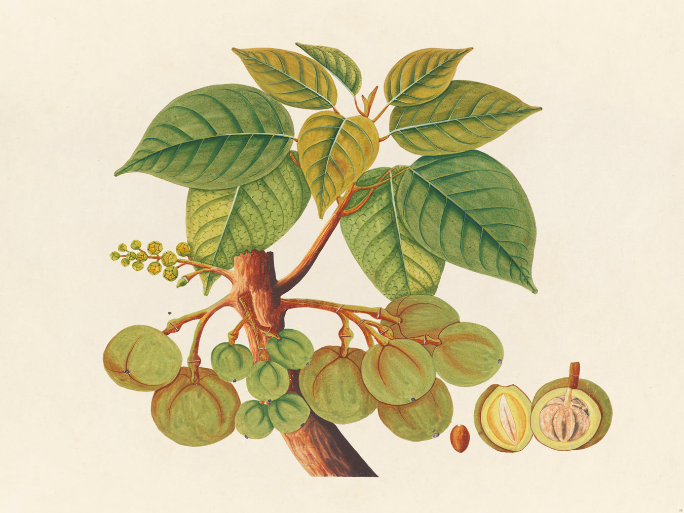 Tropical Botanica 39